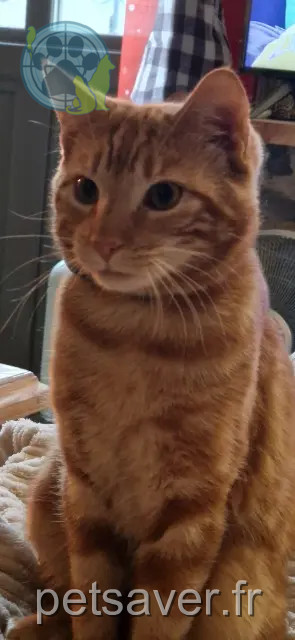 chat lost 69430 Beaujeu Whisky