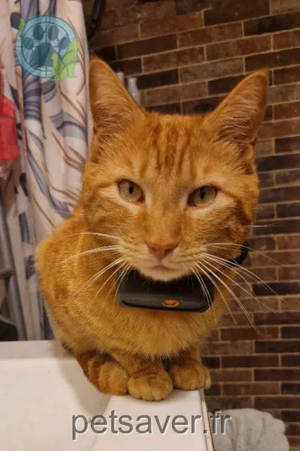 chat lost 69430 Beaujeu Whisky
