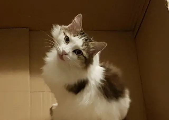 chat lost   69380 Chessy Ysis