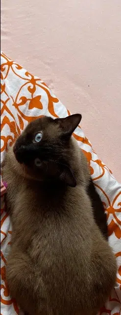 chat perdu 69390 Vourles Yuki chat lost 69390 Vourles Yuki