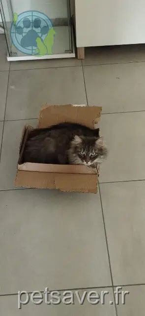gato lost 69390 Vourles Yuzu