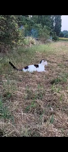 chat lost   69970 Marennes Zazou