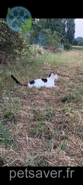 gato perdido 69970 Marennes Zazou gato lost 69970 Marennes Zazou