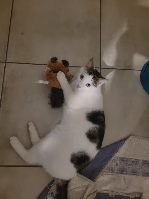 chat lost   69970 Marennes Zazou