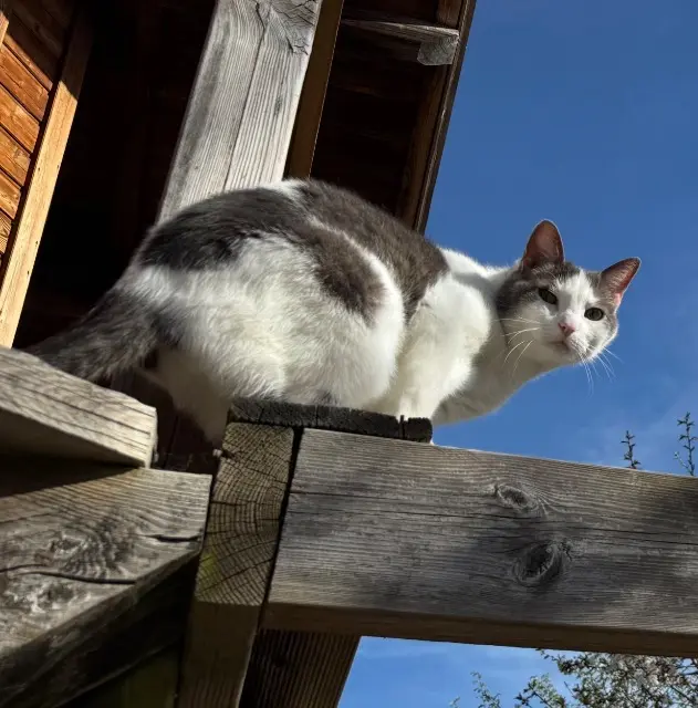 chat lost   69640 Rivolet Zazou