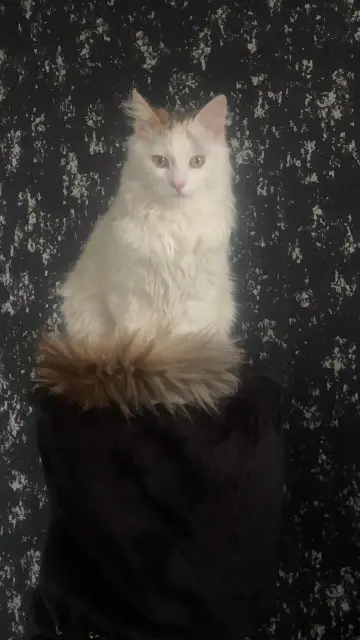 chat lost   69430 Lantignié Zeus