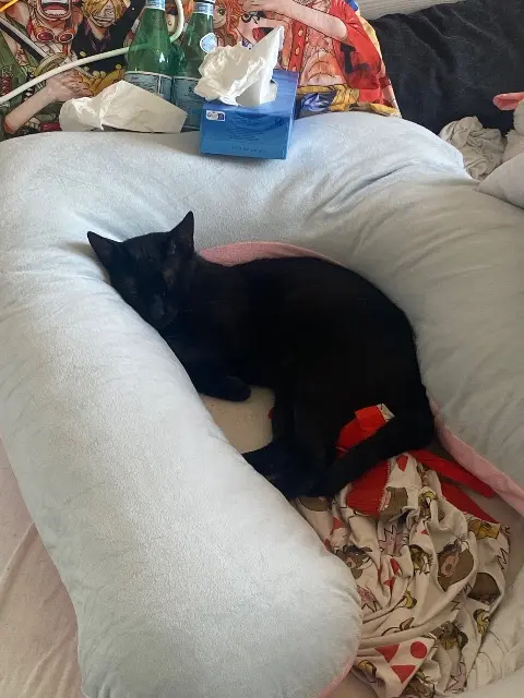 chat lost   69220 Lancié Zoro