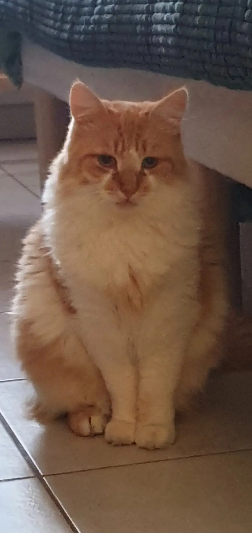 Chat Perdu 69M Métropole de Lyon Chat Perdu 69M Métropole de Lyon