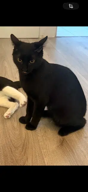 chat lost   69540 Irigny Abou