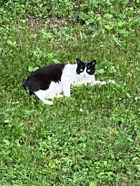 chat lost   69340 Francheville Ace