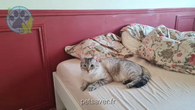 chat lost 69800 Saint-Priest Barty