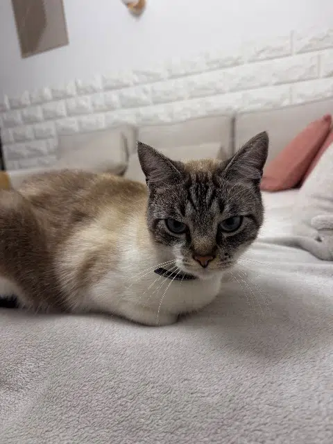 chat lost   69200 Vénissieux Bimo