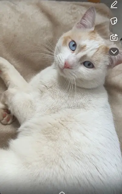 chat lost   69330 Meyzieu Blanchette