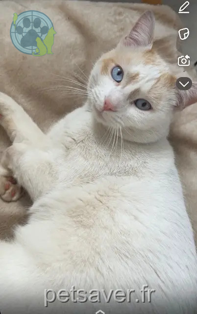 gato perdido 69330 Meyzieu Blanchette gato lost 69330 Meyzieu Blanchette