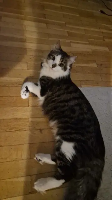 chat lost   69200 Vénissieux Booba