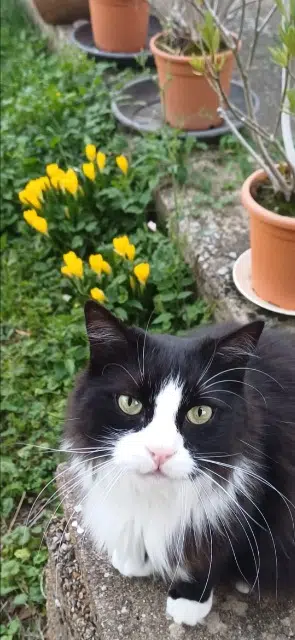 chat lost   69250 Curis-au-Mont-d'Or Bounti