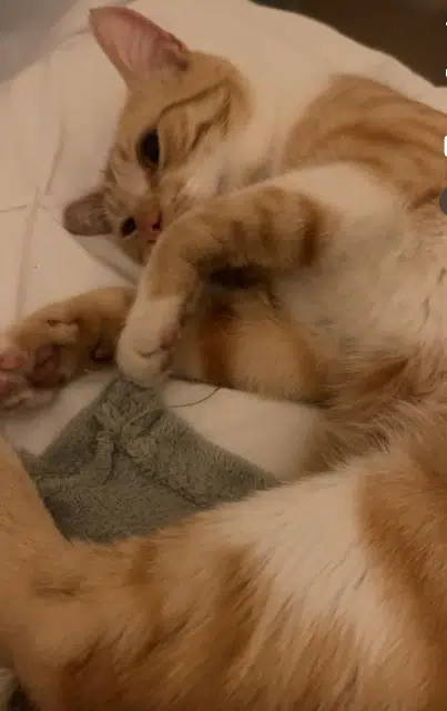 chat lost   69800 Saint-Priest Caramel