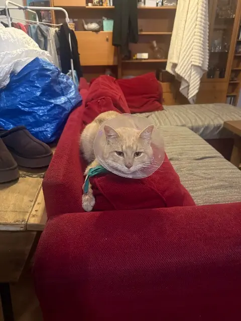 chat lost   69800 Saint-Priest Chiro