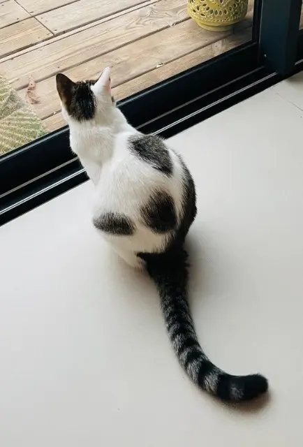chat lost   69500 Bron cookie