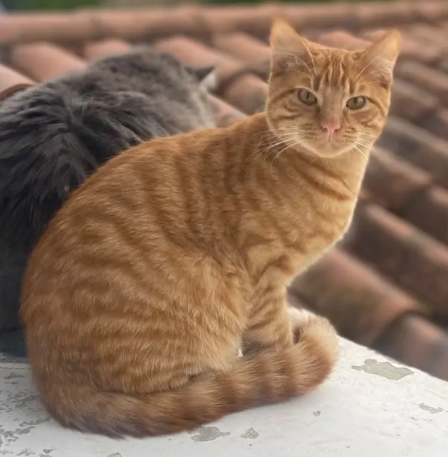 chat lost   69650 Quincieux Curly