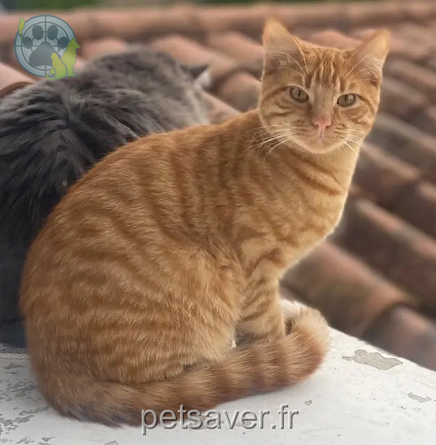 gato perdido 69650 Quincieux Curly gato lost 69650 Quincieux Curly
