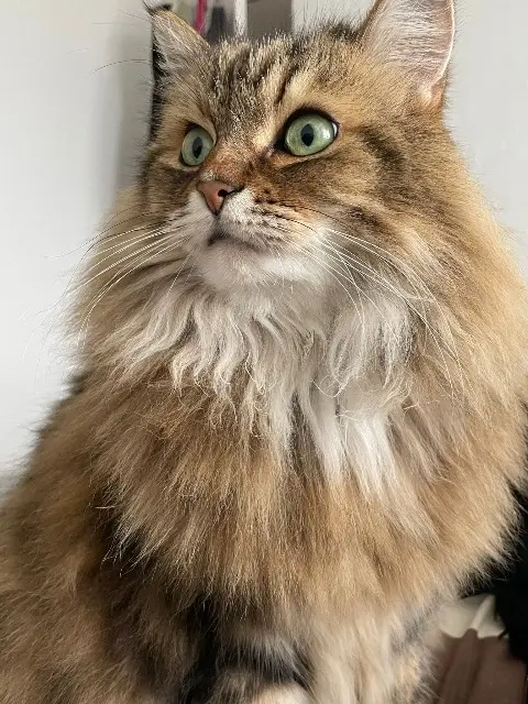 chat lost   69340 Francheville Dodu