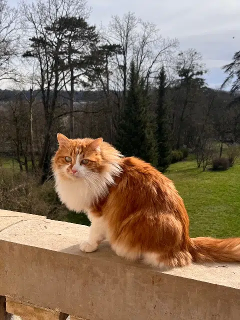 chat lost   69390 Vernaison Fils