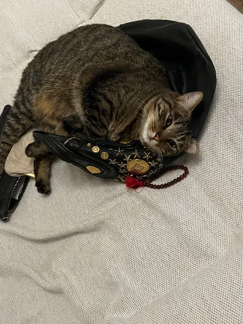 chat lost   69260 Charbonnières-les-Bains GATSBY