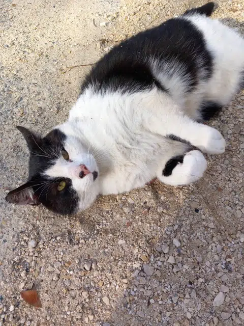 chat lost   69730 Genay Grominet