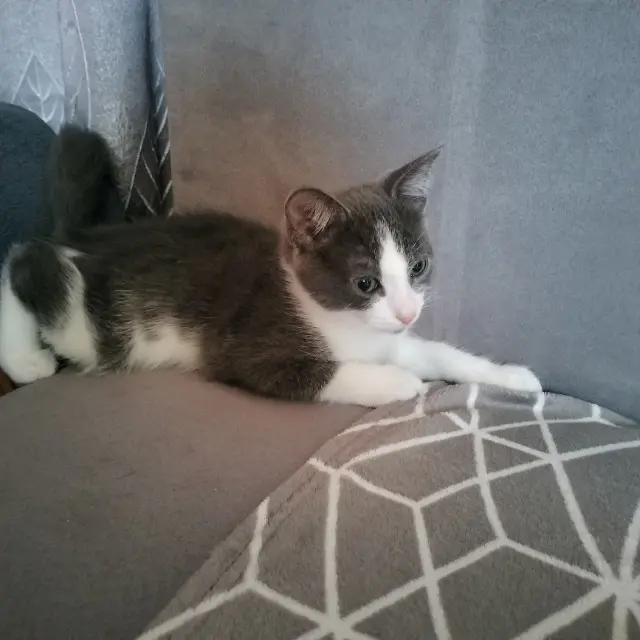 chat lost   69500 Bron Gyzmo