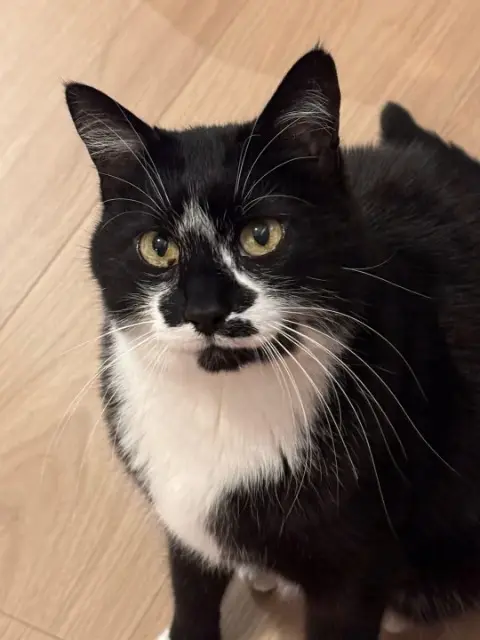 chat lost   69250 Albigny-sur-Saône Hardy