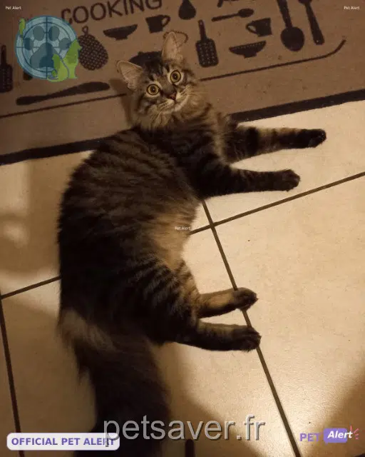 chat lost   69650 Quincieux Honey