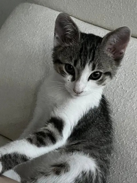 chat lost   69500 Bron Kaplan