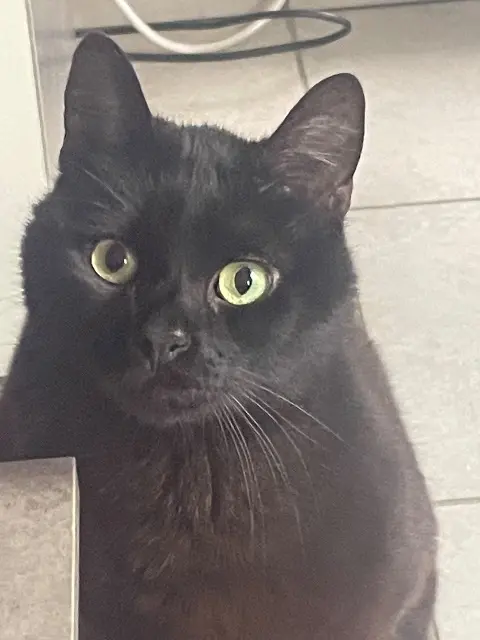 chat lost   69500 Bron Karlouch