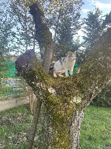 Chat Perdu 69M Métropole de Lyon Chat Perdu 69M Métropole de Lyon