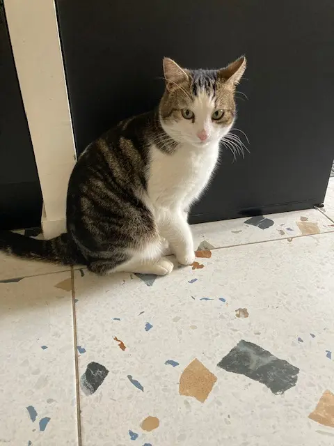chat lost   69200 Vénissieux KIBLY