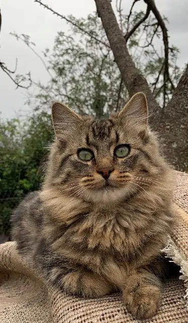 chat lost   69200 Vénissieux Kiki