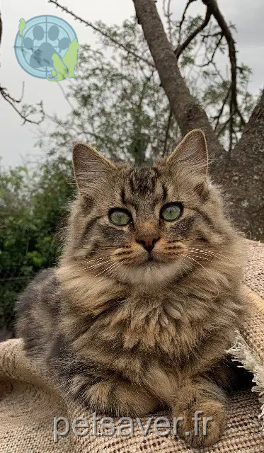 chat perdu 69200 Vénissieux Kiki chat lost 69200 Vénissieux Kiki