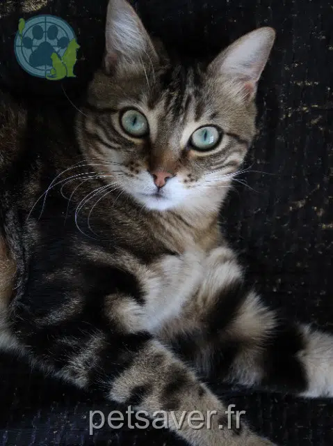 chat lost   69500 Bron Koshka