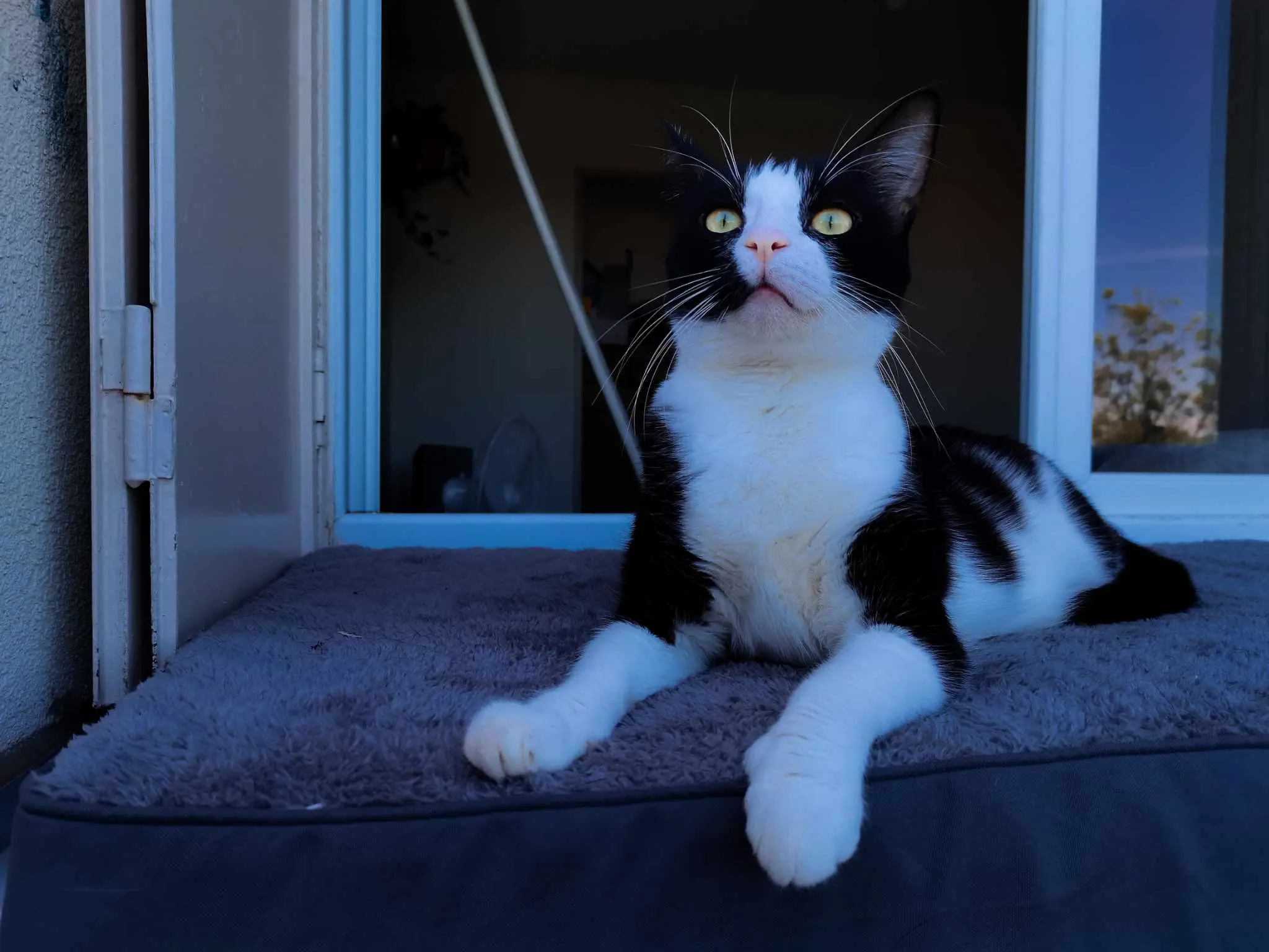 Chat Perdu 69M Métropole de Lyon Chat Perdu 69M Métropole de Lyon