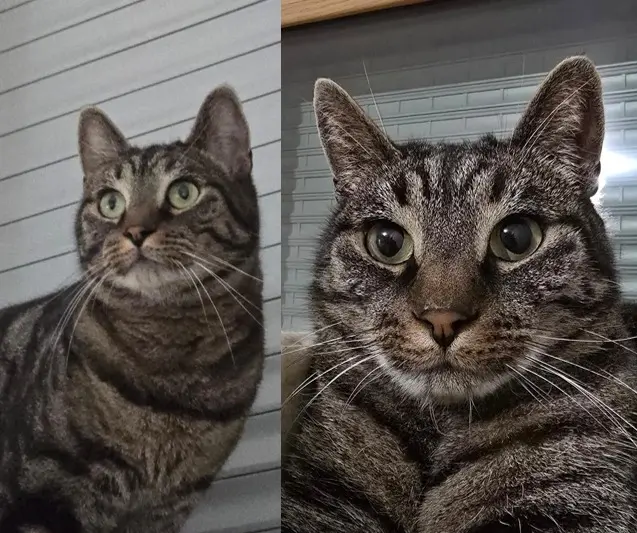 chat lost   69190 Saint-Fons Lipton