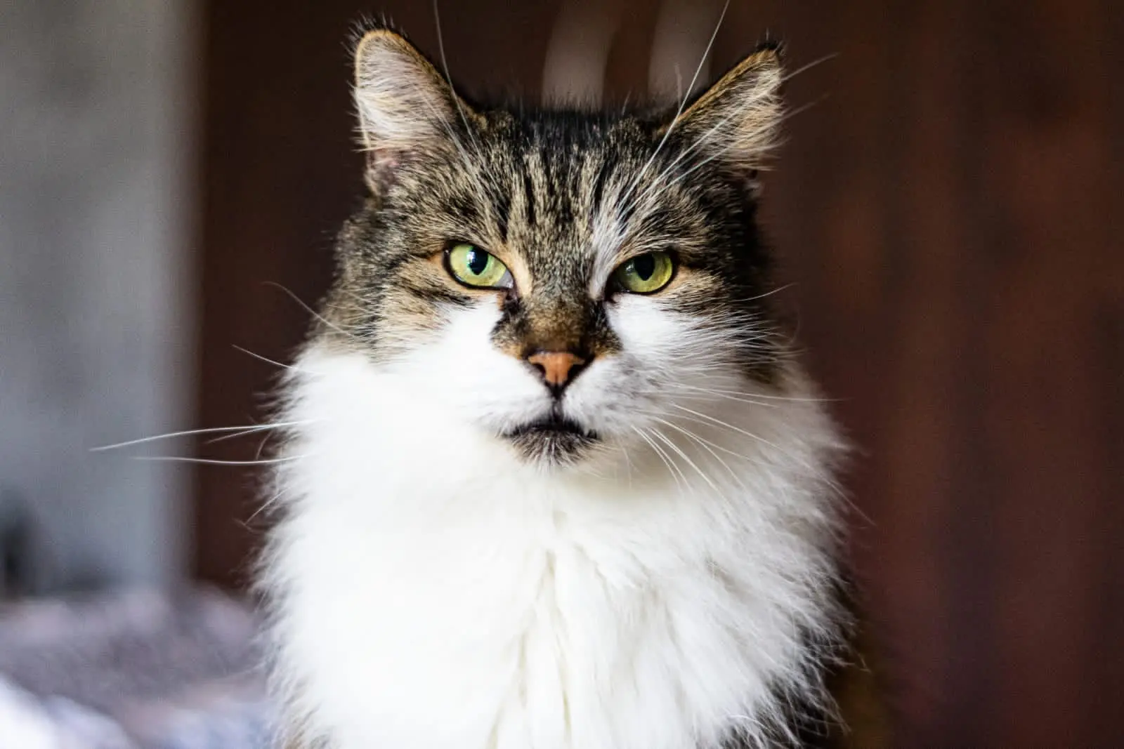Chat Perdu 69M Métropole de Lyon - Loulouche Chat Perdu 69M Métropole de Lyon - Loulouche