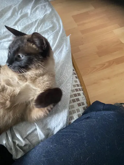 chat lost   69120 Vaulx-en-Velin Lucky