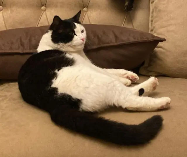 chat lost   69800 Saint-Priest Lupin