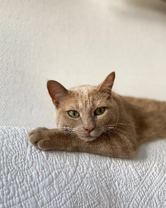 Chat Perdu 69M Métropole de Lyon Lyon Chat Perdu 69M Métropole de Lyon Lyon