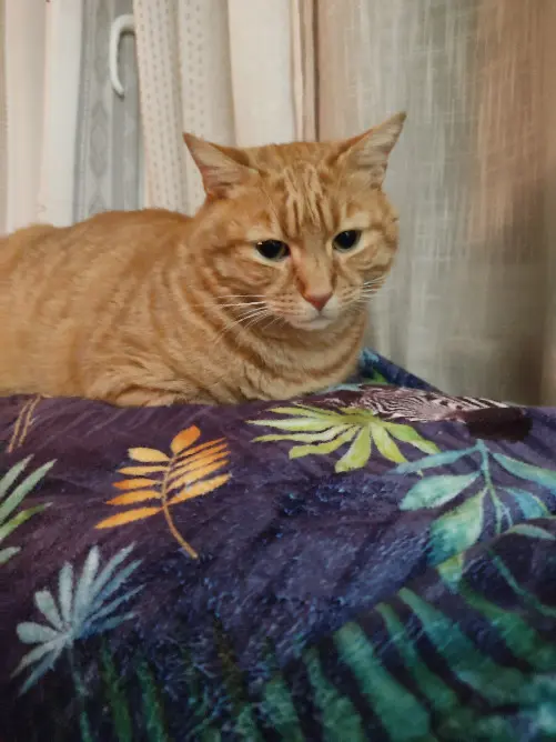Chat Perdu 69M Métropole de Lyon Lyon Chat Perdu 69M Métropole de Lyon Lyon