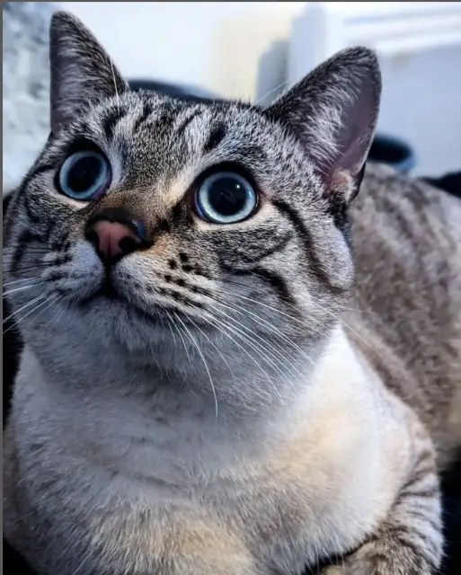 chat lost    Lyon Aegon