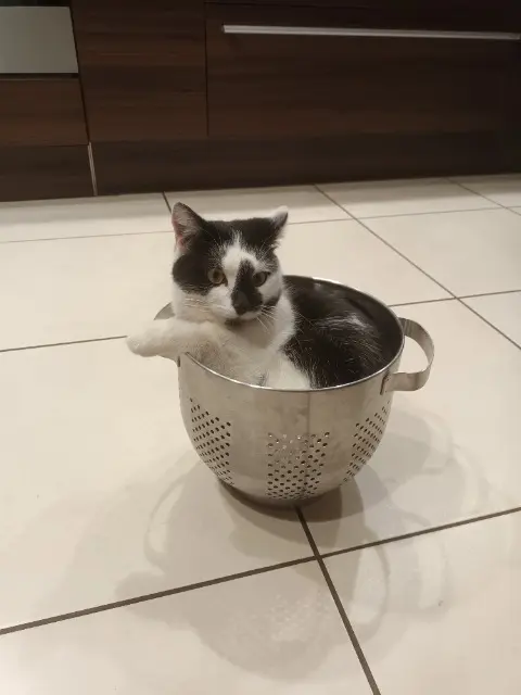 chat lost    Lyon Bibou