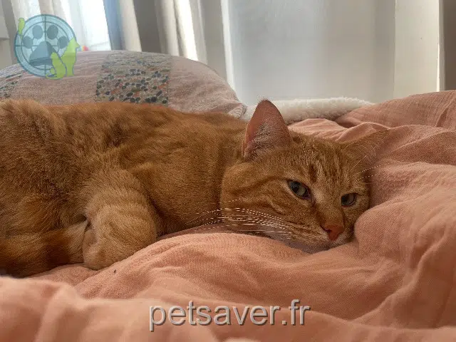 cat lost Lyon Chaman