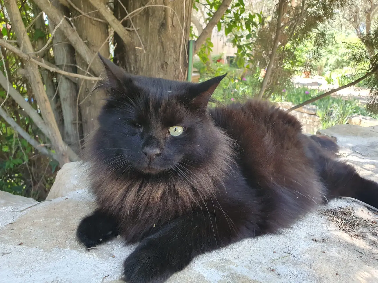 Chat Perdu 69M Métropole de Lyon Lyon - Chouchou Chat Perdu 69M Métropole de Lyon Lyon - Chouchou